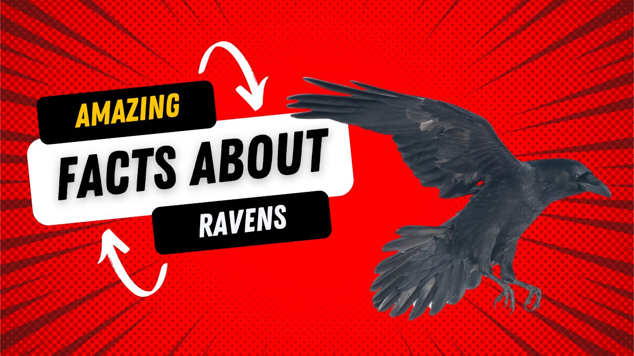 Amazing facts about ravens