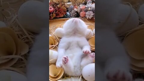 FUNNY CUTE PUPPY - Tiktok Compiled #Shorts