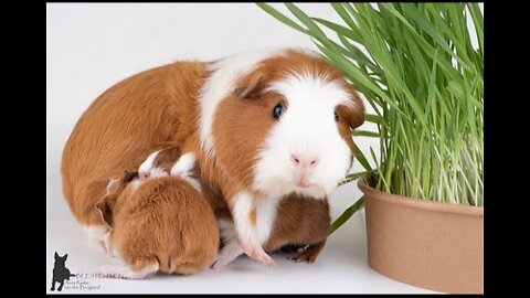 Guinea pig talk 38 Babies, oldies and herbs