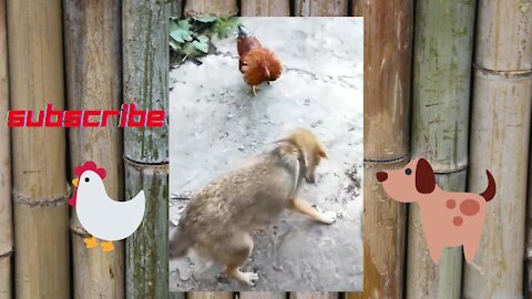 Dog VS rooster 2