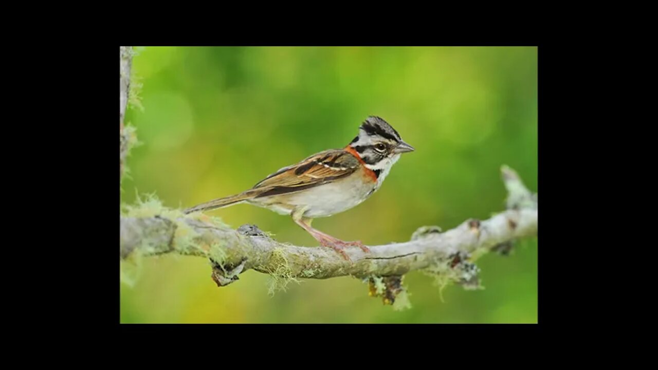 Melhor Canto de Tico Tico (Jesus Meu Deus) para Esquentar ou treinar seu Pássaro