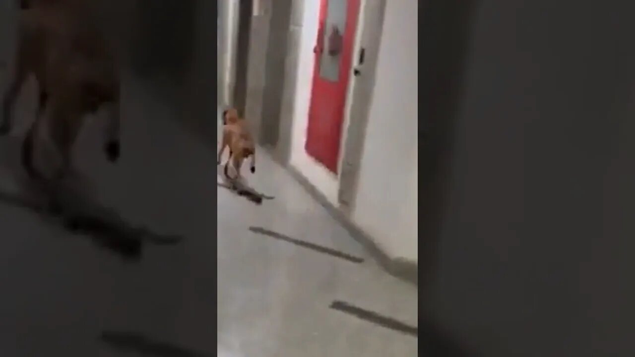 funny dog videos