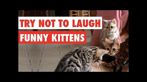 99% Lose this TRY NOT TO LAUGH Challenge - Funny Kittens Video