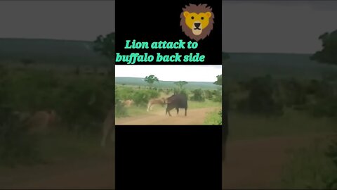 Lion attack to buffalo back side #shorts #youtubeshorts #shortvideo