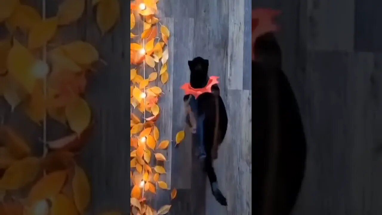 Real catwalks #shorts