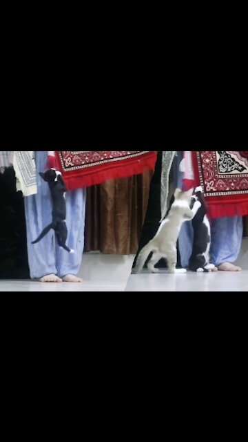 Funny Kitten Wants That Carpet