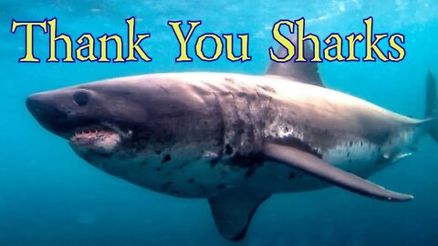 Thank You Sharks: Thanksgiving Special