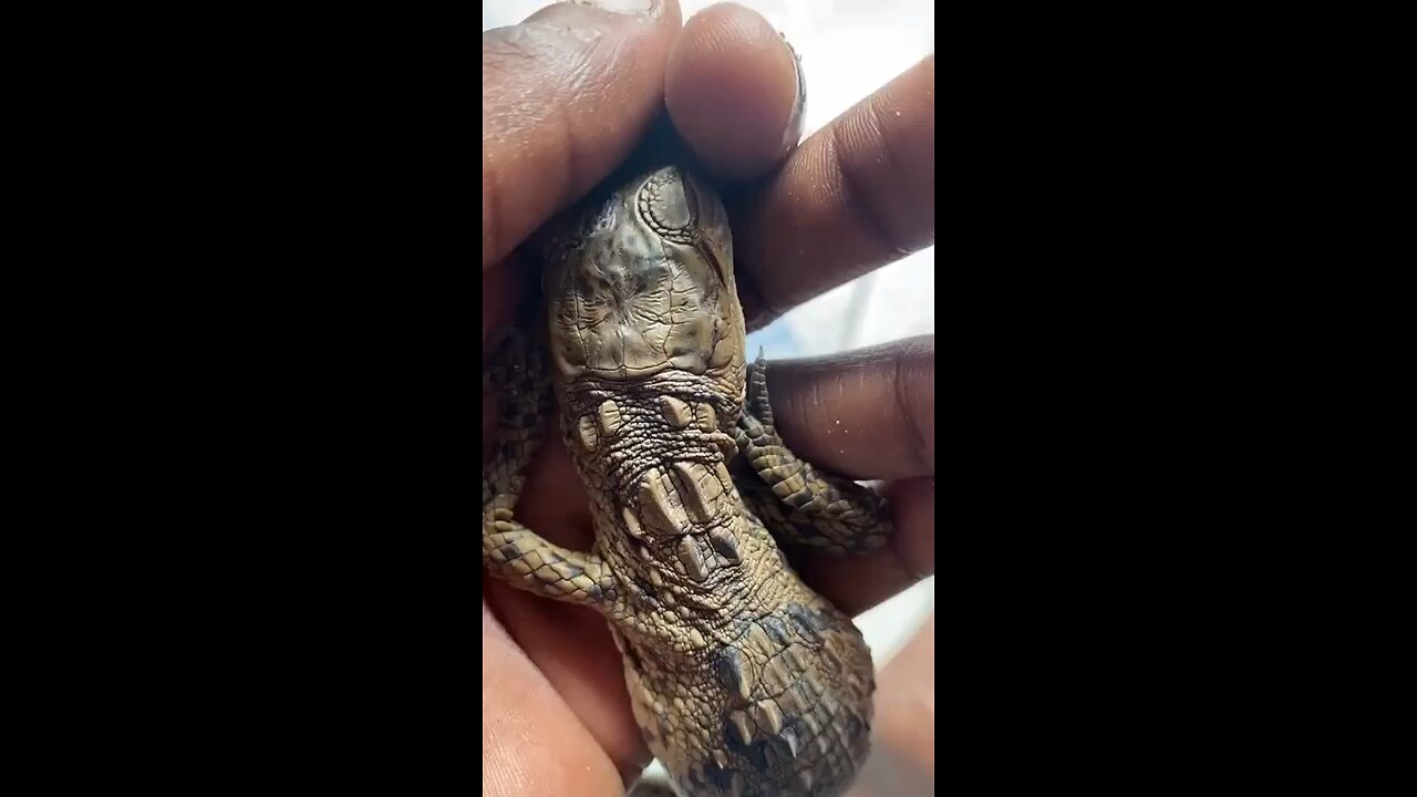 I found Young Baby Crocodile