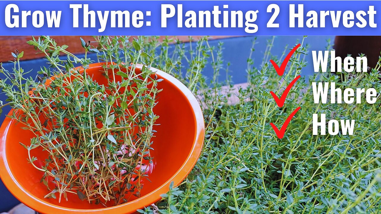 How to grow Thyme at home in a pot from Planting, Propagating to Harvest