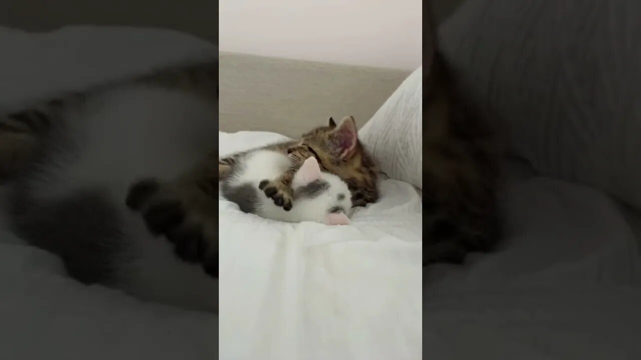 cuddle with cute cat