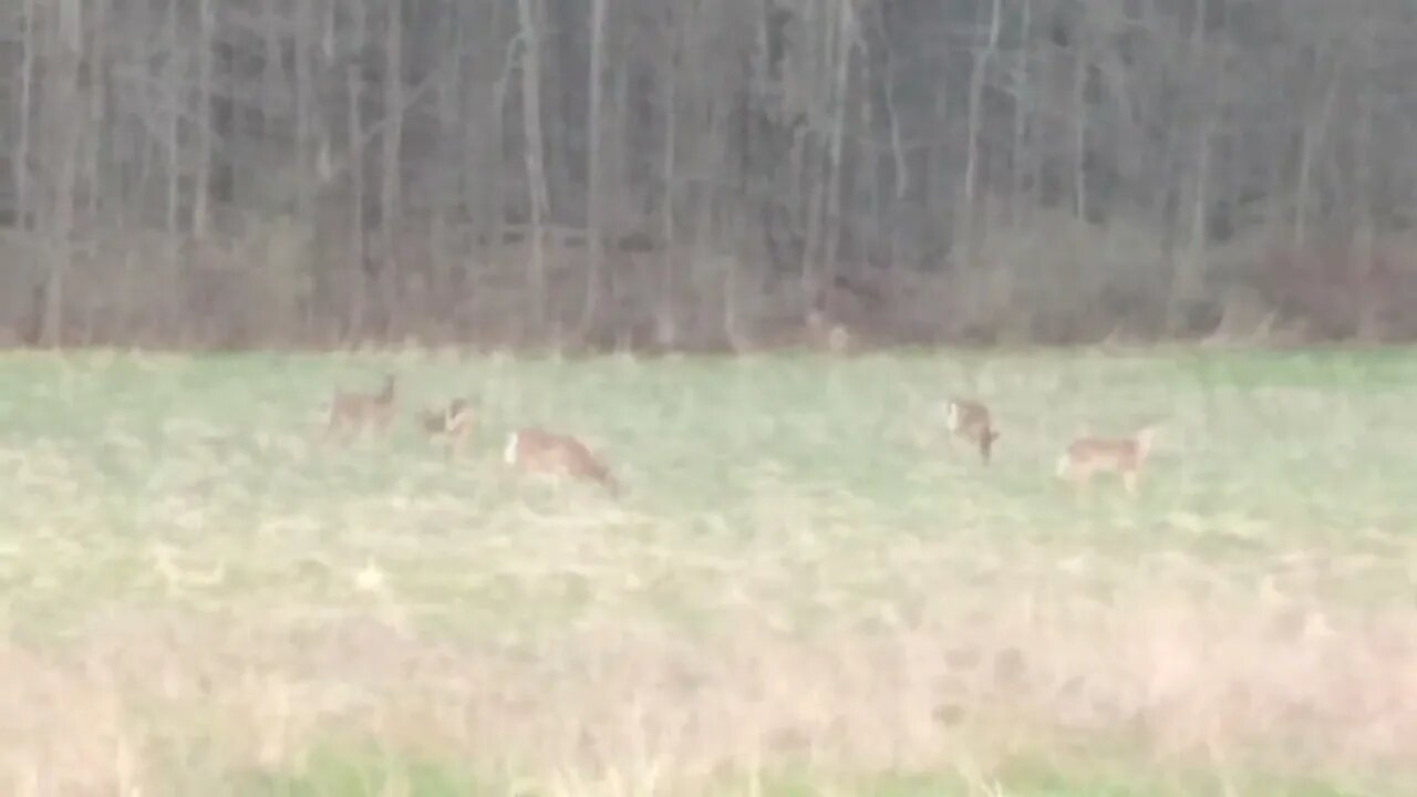 Deer Grazing