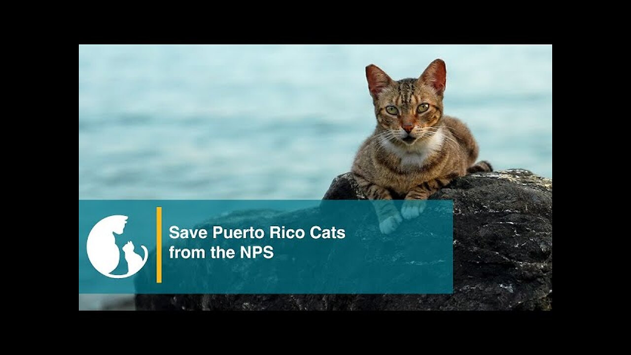 Save Puerto Rico Cats from Deadly NPS Plan That Starts October 1