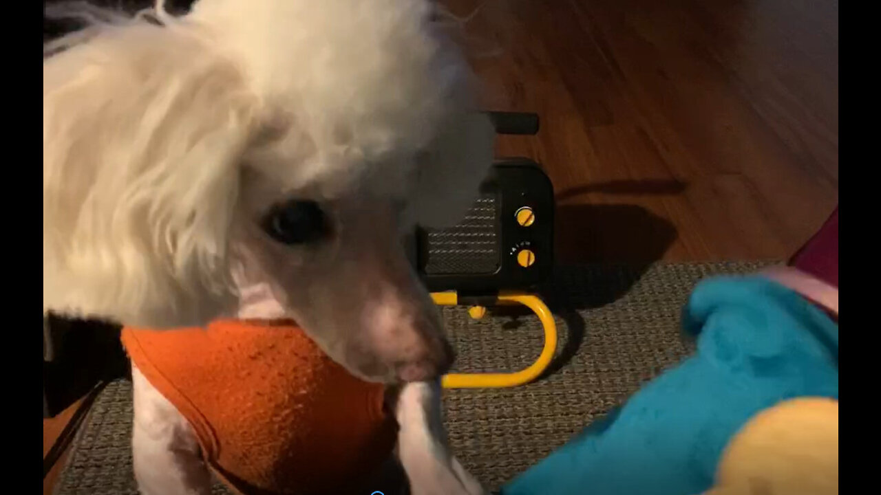 Sneaky poodle is a master cookie theif