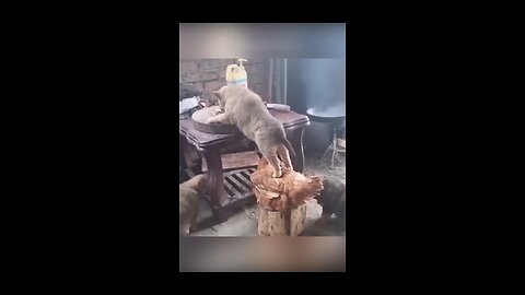 Funny Animal Videos Of The Day! 😂😂 #fyp #memes #memedaily #dankmemes