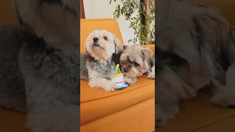 Cute Dogs Sitting On A Sofa | Funny Dog Video | Dog Lovers | #Shorts