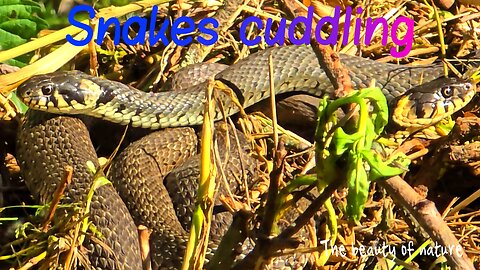Snakes cuddling in a pile of brushwood / Beautiful grass snakes in nature with quiet music.