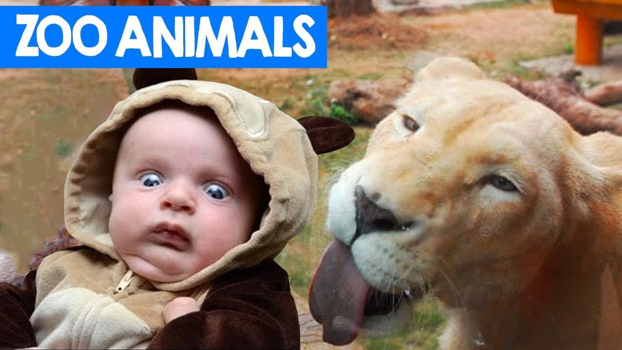 Best Funny Try Not To Laugh Challenge Funny Kids & Animals at the Zoo