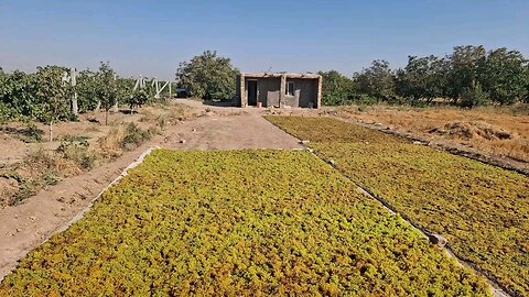 Grape harvest season in Qazvin province