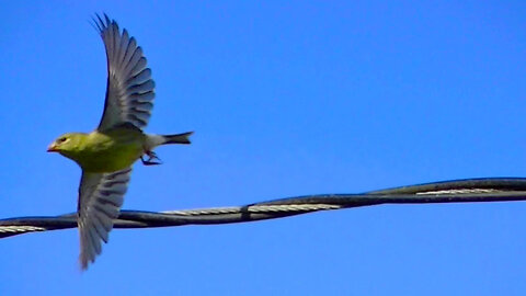 IECV NV #634 - 👀 American Gold Finch Sitting Up On The Power Line Enjoying The Day 🐤6-18-2018