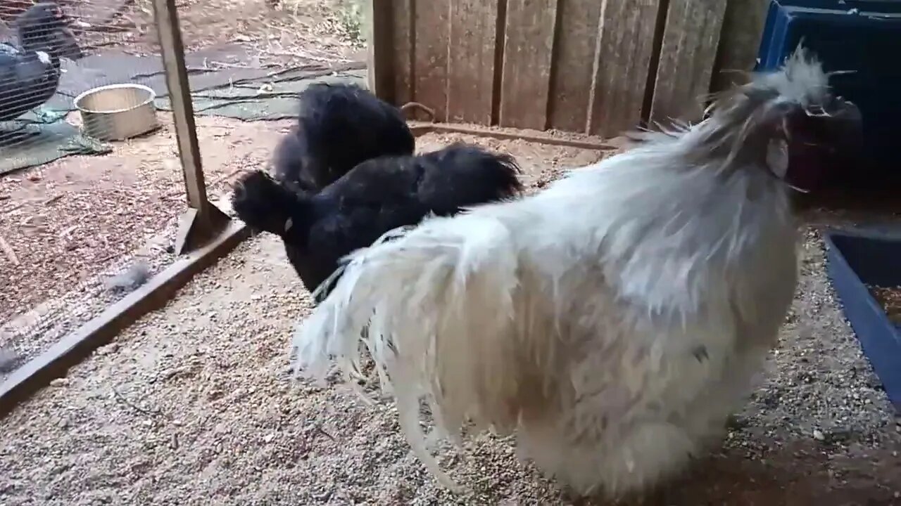 Silkies, Lavender Rooster and Black Hens, 15th August 2020