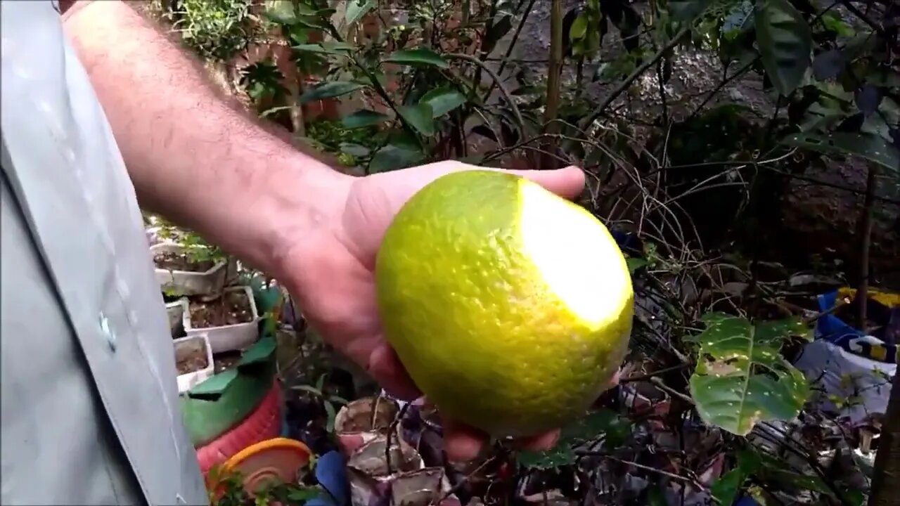 colheita de laranja champanhe orgânica em vaso 1 fruto pesou 636 gramas