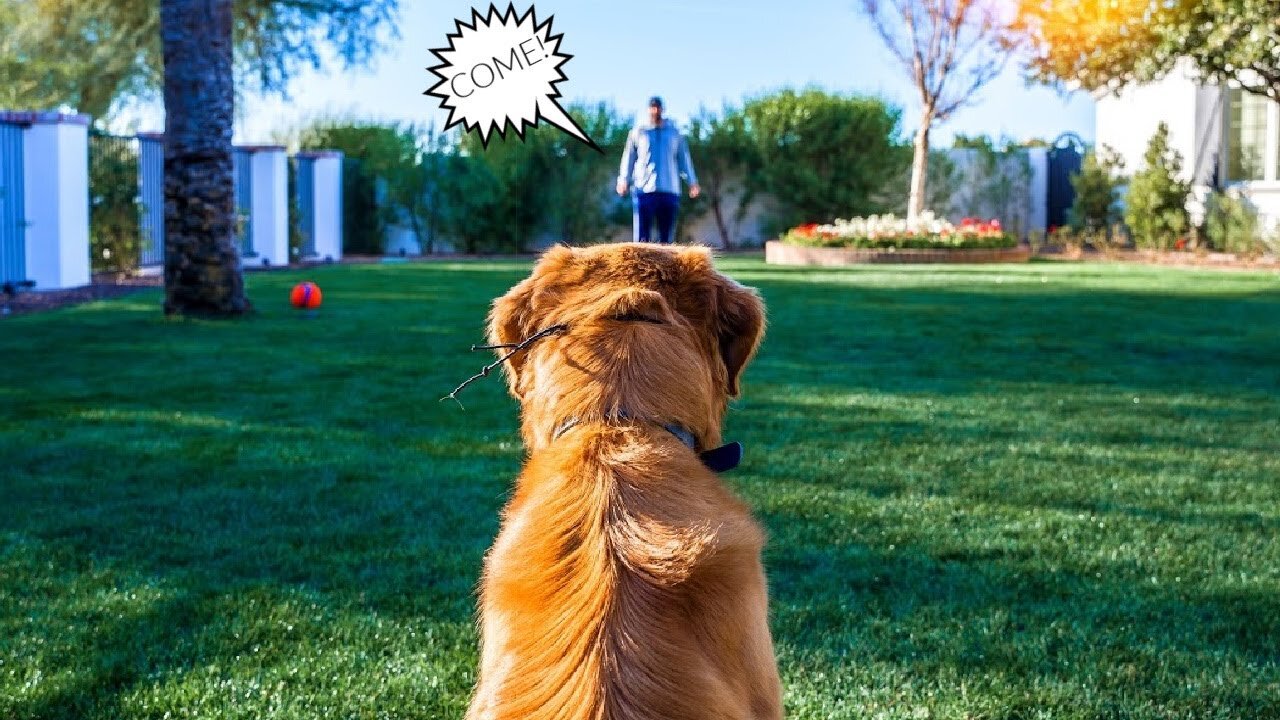 HOW TO TEACH ANY DOG RECALL WITH THE E-COLLAR .!