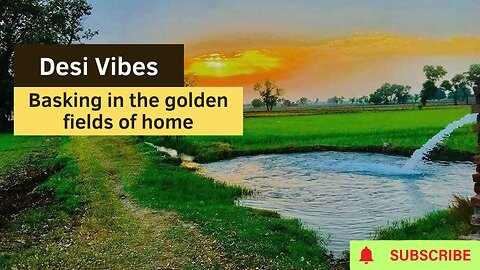 Discover Dasi Vibes: Basking in the Golden Fields of Home!