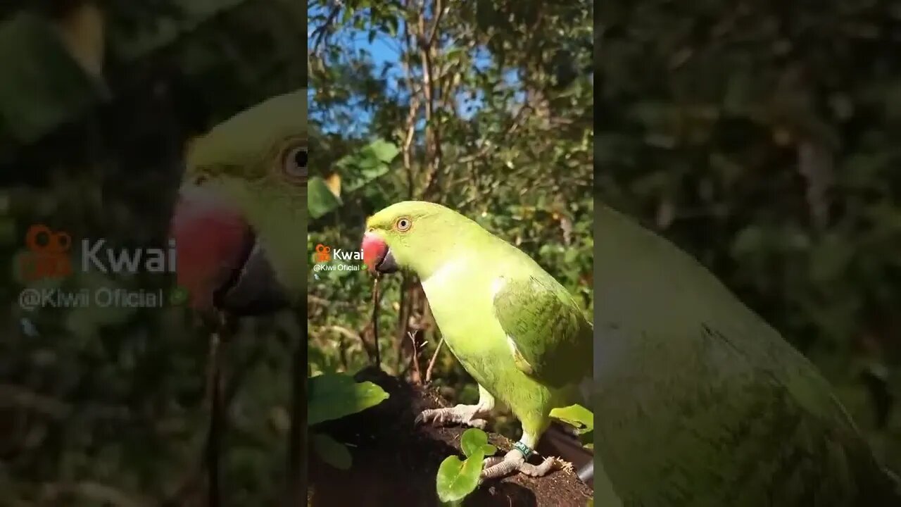 o papagaio falante hoje é sexta feira #shorts