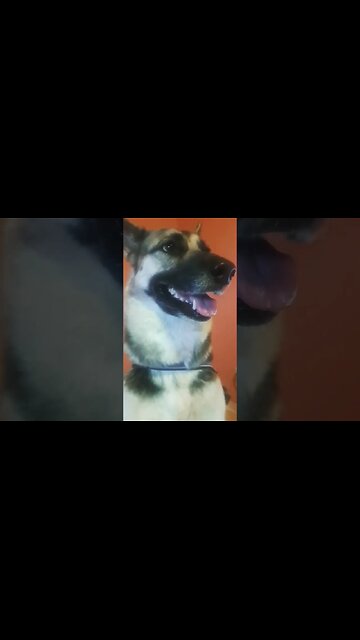 I Love My Dog #Blessed