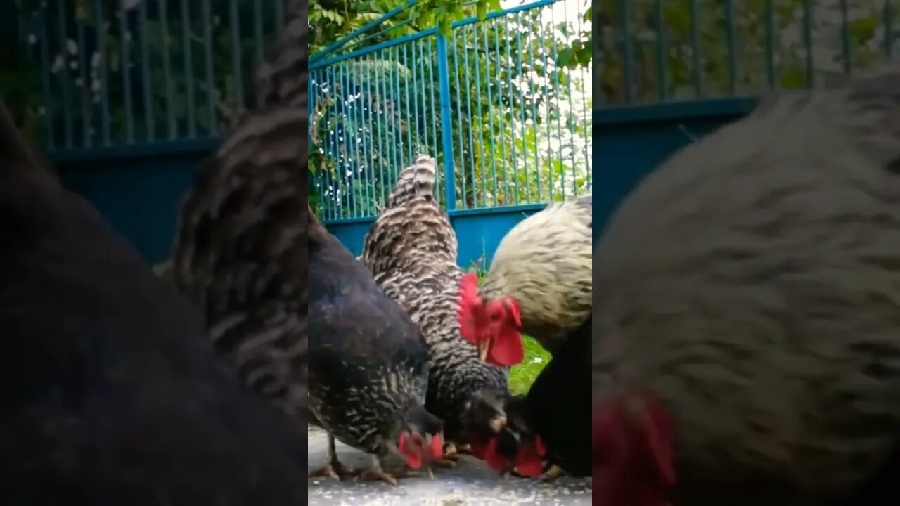 Hens and roosters are eating in the farm.