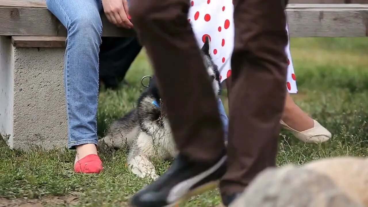 Husky with the owners at the backyard pet party