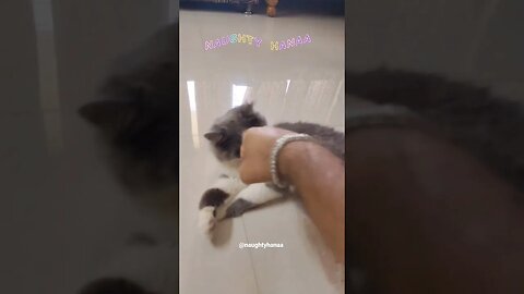 Angary Kitten 😡 #kitten #shorts #viral