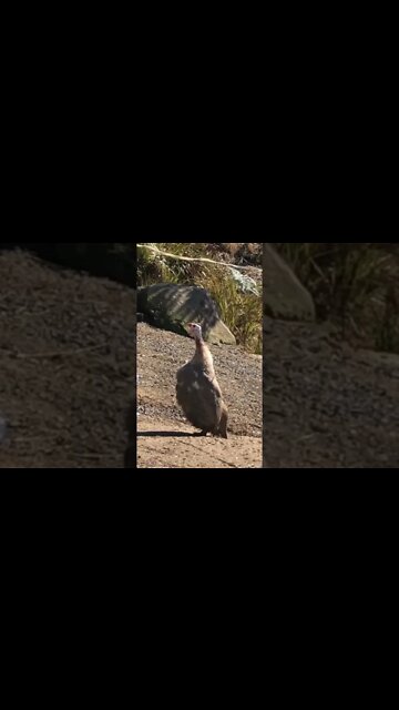Chocolate guinea fowl first day out with new flock