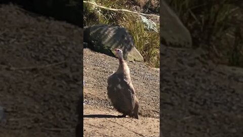 Chocolate guinea fowl first day out with new flock