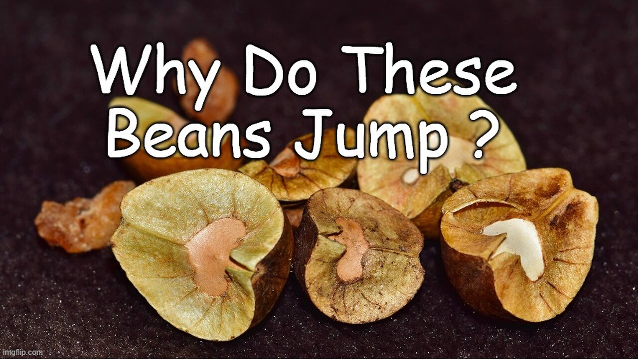 The Secret Behind Mexican Jumping Beans Reviled !