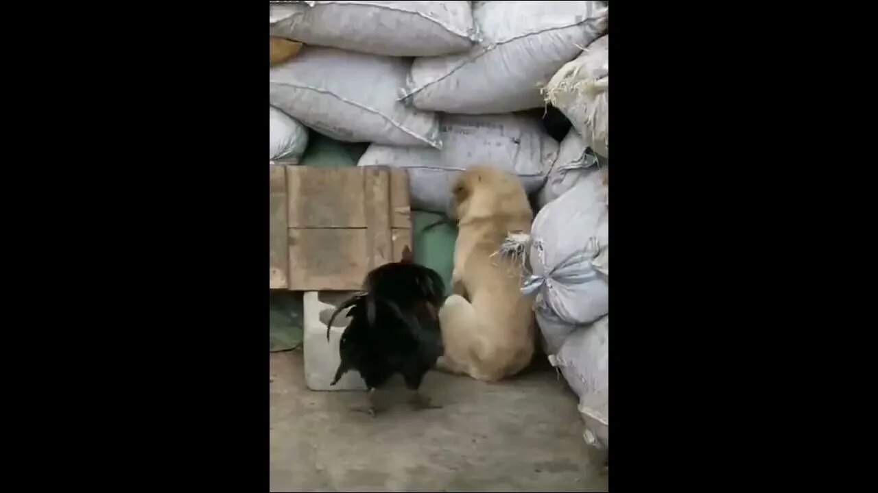 Chicken VS Dog Fight pt.1