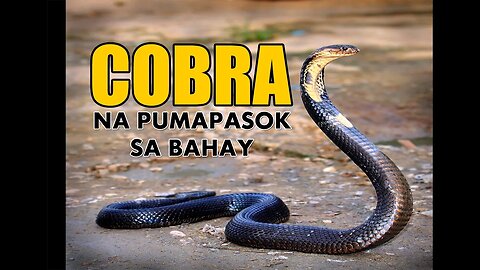 COBRA SNAKE | NA PUMAPASOK SA BAHAY