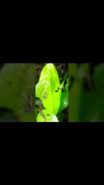 Wicked Looking Jungle Spider Catches a Meal