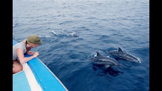 Dolphins in Maldives