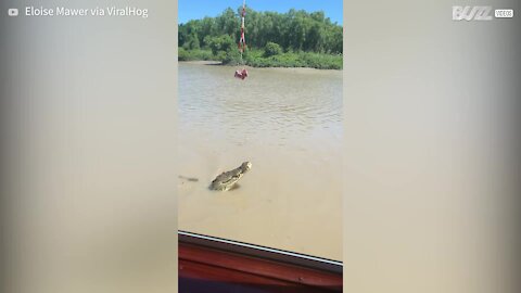 Cet énorme crocodile se redresse sur ses pattes arrières!