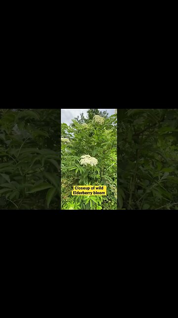 BEAUTIFUL Closeup of Wild Elderberry Bloom