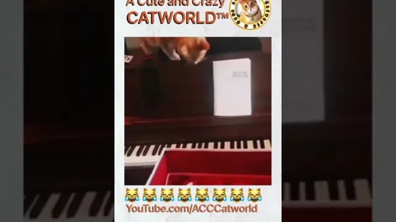 Cat Piano Prodigy BRILLIANTLY Plays Classical Music! (Kinda 😹)(#235) #Shorts