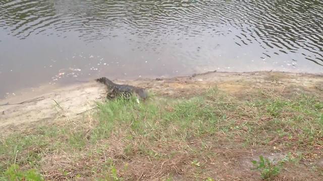 "Alligator Steals A Fish from Fishermen"