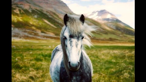 So Cute Horses! Beautiful Horses Compilation Video With Soothing Background Music