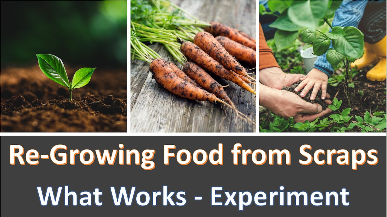 Re-Growing Food from Scraps - Documented Examples and Real Results - What Works and What Doesn't