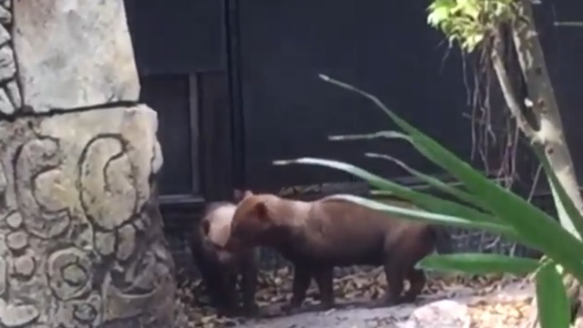 Palm Beach Zoo: Human error caused flooding in bush dog exhibit, animals presumed dead