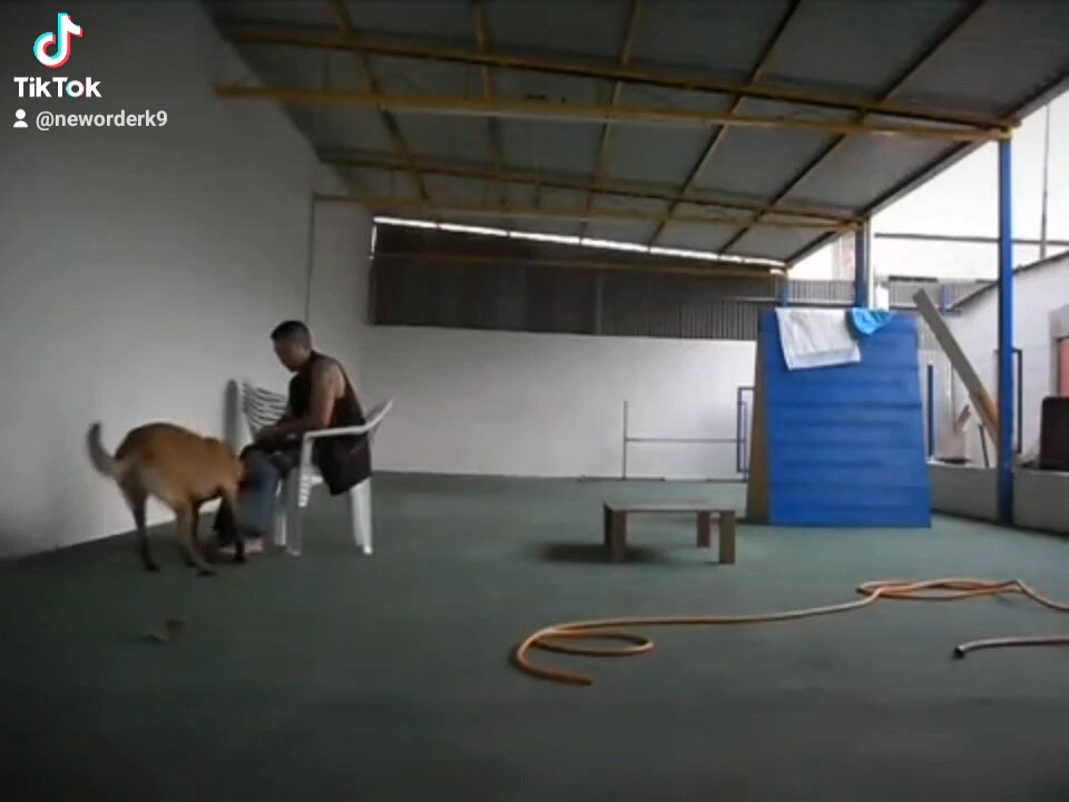 dog training