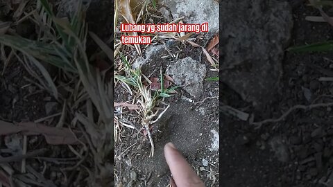 lubang yg sudah jarang di temukan. #penjelajahkebun #lubangundurundur #shortsfyp