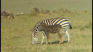Prikket zebra filmet under safari i Kenya