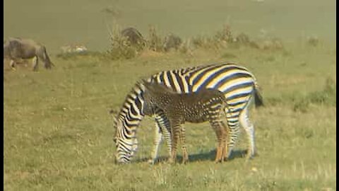 Prikket zebra filmet under safari i Kenya